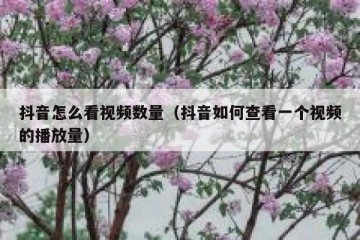 抖音怎么看视频数量（抖音如何查看一个视频的播放量）