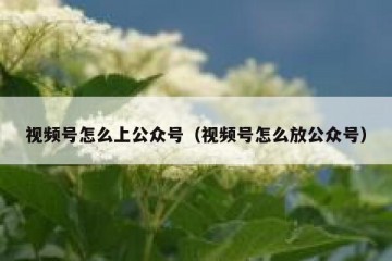 视频号怎么上公众号（视频号怎么放公众号）