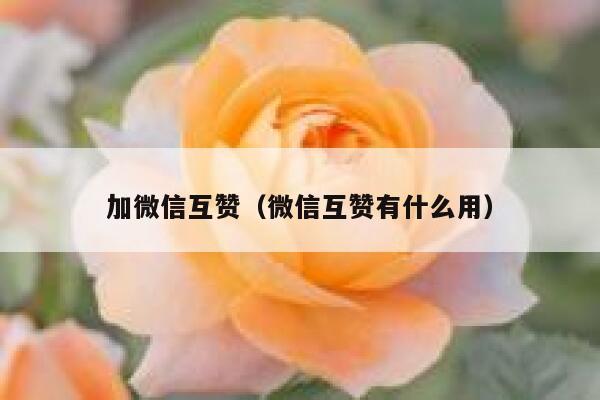 加微信互赞（微信互赞有什么用） 第1张