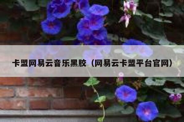 卡盟网易云音乐黑胶（网易云卡盟平台官网） 第1张