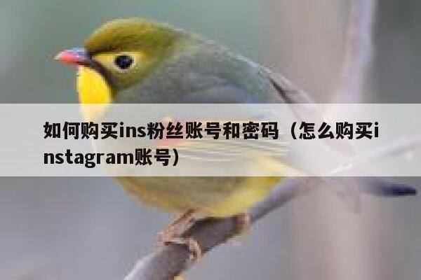 如何购买ins粉丝账号和密码（怎么购买instagram账号） 第1张
