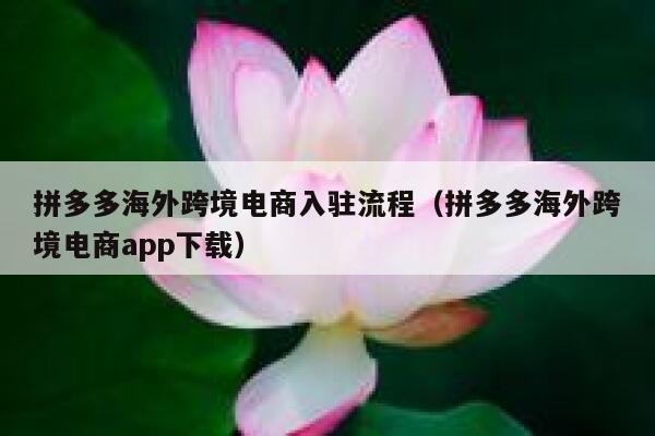 拼多多海外跨境电商入驻流程（拼多多海外跨境电商app下载） 第1张