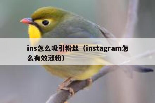 ins怎么吸引粉丝(instagram怎么有效涨粉) 第1张 ins怎么吸引粉丝(instagram怎么有效涨粉) 第1张
