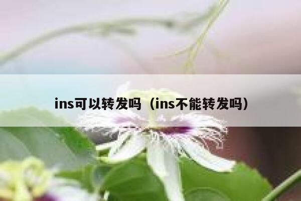 ins可以转发吗（ins不能转发吗） 第1张