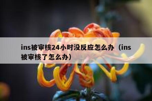 ins被审核24小时没反应怎么办(ins被审核了怎么办) 第1张 ins被审核24小时没反应怎么办(ins被审核了怎么办) 第1张