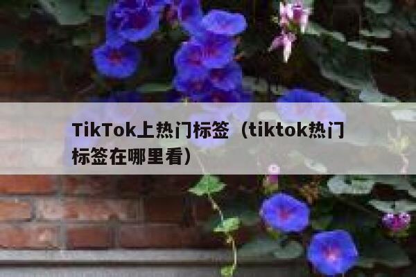 TikTok上热门标签（tiktok热门标签在哪里看） 第1张