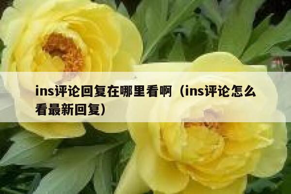 ins评论回复在哪里看啊(ins评论怎么看最新回复) 第1张 ins评论回复在哪里看啊(ins评论怎么看最新回复) 第1张