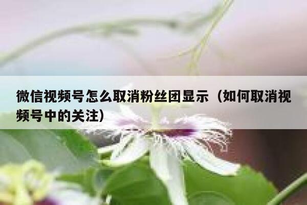 微信视频号怎么取消粉丝团显示(如何取消视频号中的关注) 第1张 微信视频号怎么取消粉丝团显示(如何取消视频号中的关注) 第1张
