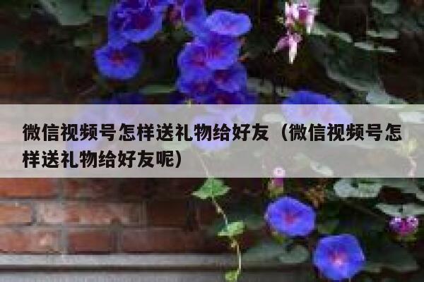 微信视频号怎样送礼物给好友(微信视频号怎样送礼物给好友呢) 第1张 微信视频号怎样送礼物给好友(微信视频号怎样送礼物给好友呢) 第1张