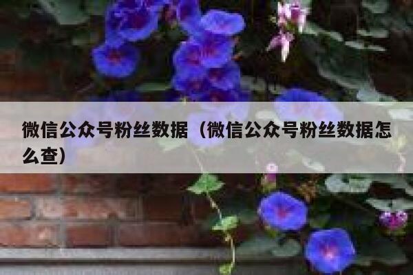 微信公众号粉丝数据（微信公众号粉丝数据怎么查） 第1张