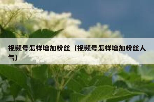 视频号怎样增加粉丝(视频号怎样增加粉丝人气) 第1张 视频号怎样增加粉丝(视频号怎样增加粉丝人气) 第1张