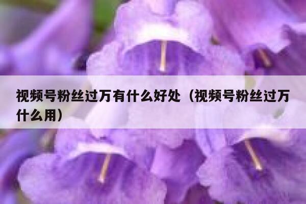 视频号粉丝过万有什么好处（视频号粉丝过万什么用） 第1张