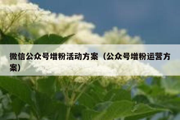 微信公众号增粉活动方案（公众号增粉运营方案） 第1张