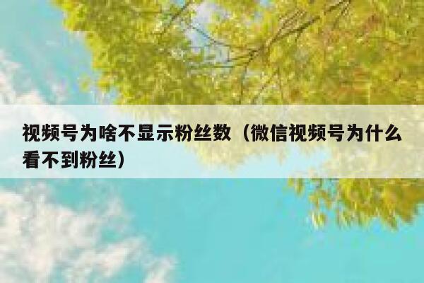 视频号为啥不显示粉丝数（微信视频号为什么看不到粉丝） 第1张