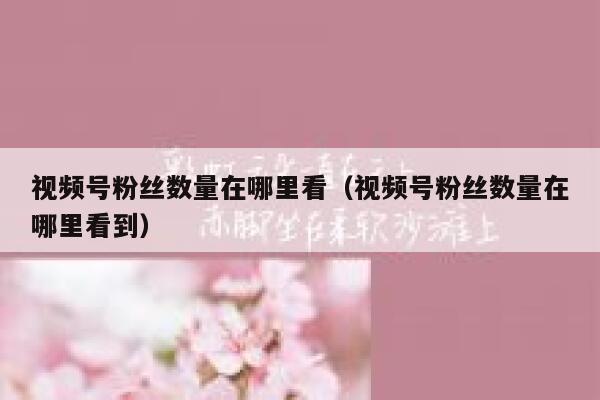 视频号粉丝数量在哪里看（视频号粉丝数量在哪里看到） 第1张