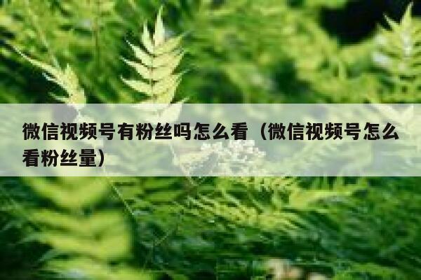 微信视频号有粉丝吗怎么看（微信视频号怎么看粉丝量） 第1张