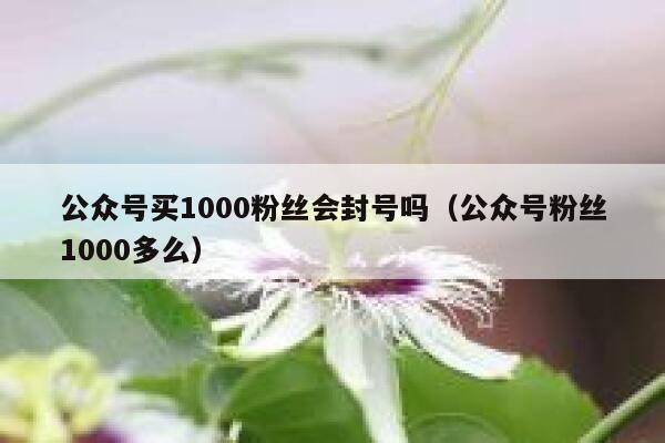 公众号买1000粉丝会封号吗（公众号粉丝1000多么） 第1张