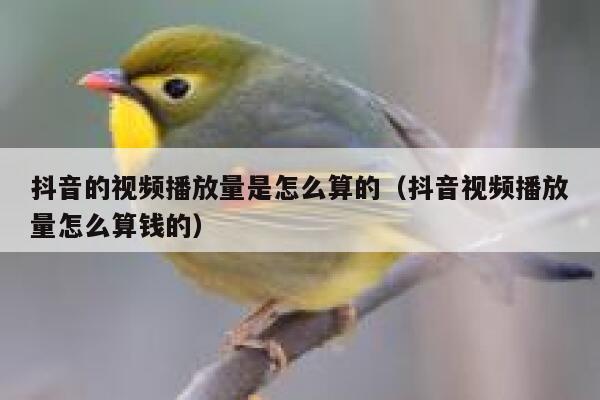 抖音的视频播放量是怎么算的（抖音视频播放量怎么算钱的） 第1张