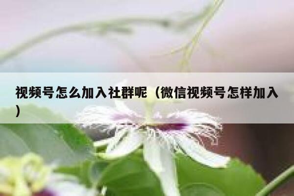 视频号怎么加入社群呢（微信视频号怎样加入） 第1张