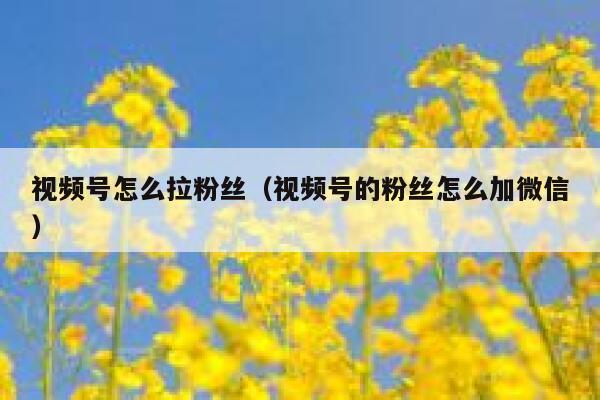 视频号怎么拉粉丝（视频号的粉丝怎么加微信） 第1张