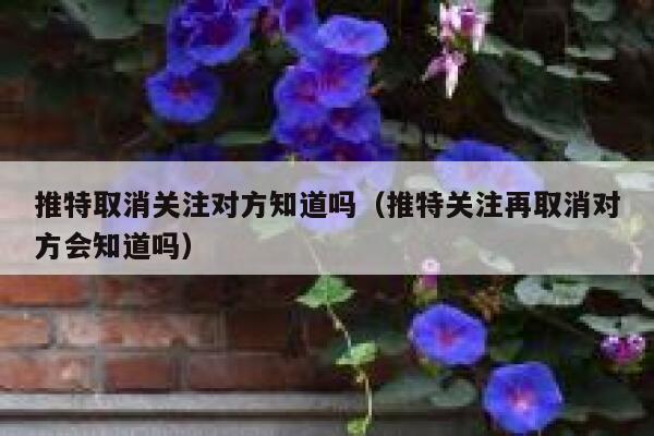 推特取消关注对方知道吗（推特关注再取消对方会知道吗） 第1张