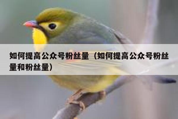 如何提高公众号粉丝量（如何提高公众号粉丝量和粉丝量） 第1张