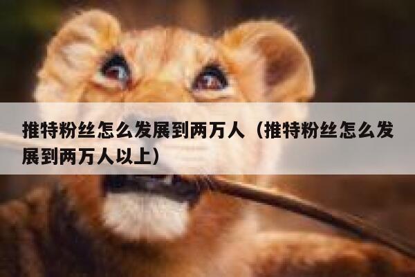 推特粉丝怎么发展到两万人（推特粉丝怎么发展到两万人以上） 第1张