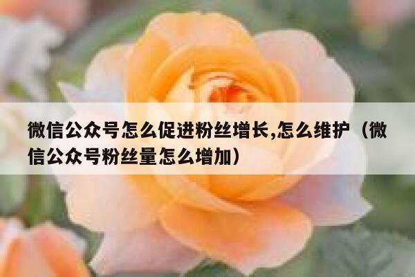 微信公众号怎么促进粉丝增长,怎么维护（微信公众号粉丝量怎么增加） 第1张
