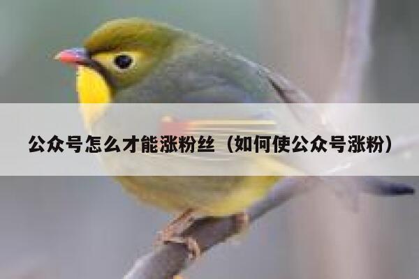 公众号怎么才能涨粉丝（如何使公众号涨粉） 第1张