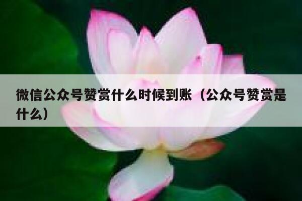 微信公众号赞赏什么时候到账（公众号赞赏是什么） 第1张