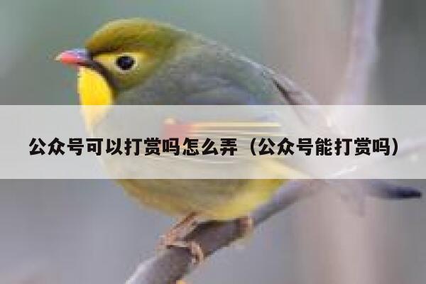 公众号可以打赏吗怎么弄（公众号能打赏吗） 第1张