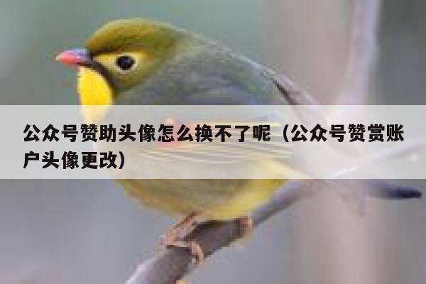 公众号赞助头像怎么换不了呢（公众号赞赏账户头像更改） 第1张