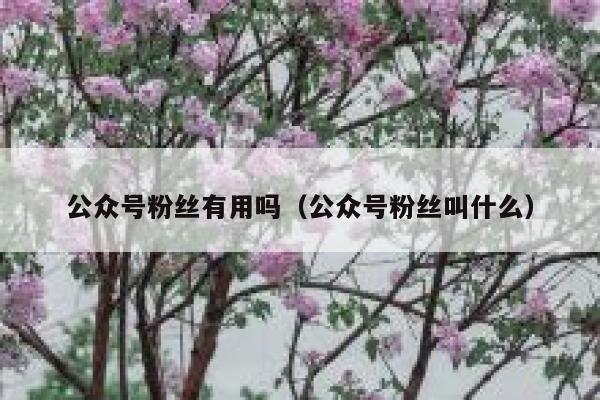 公众号粉丝有用吗（公众号粉丝叫什么） 第1张