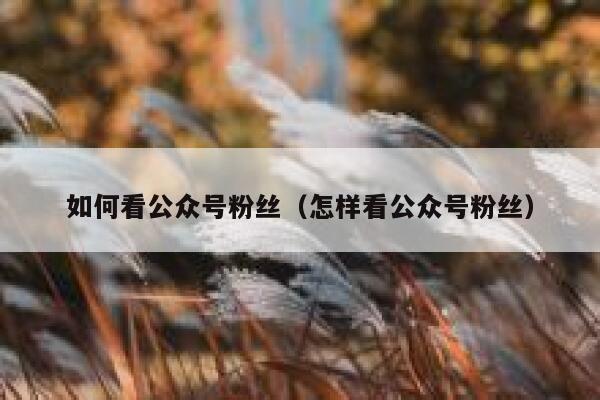 如何看公众号粉丝（怎样看公众号粉丝） 第1张