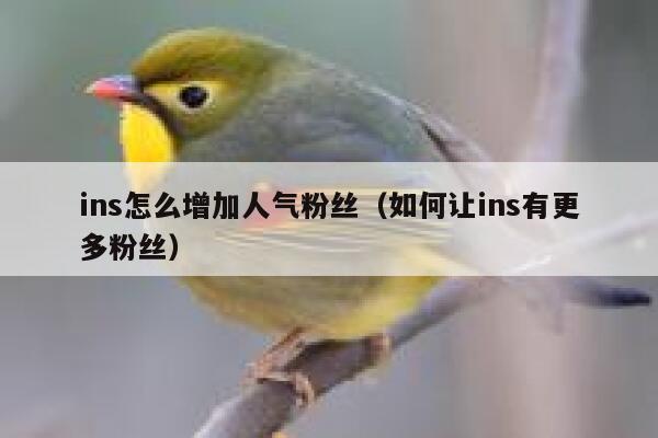 ins怎么增加人气粉丝(如何让ins有更多粉丝) 第1张 ins怎么增加人气粉丝(如何让ins有更多粉丝) 第1张