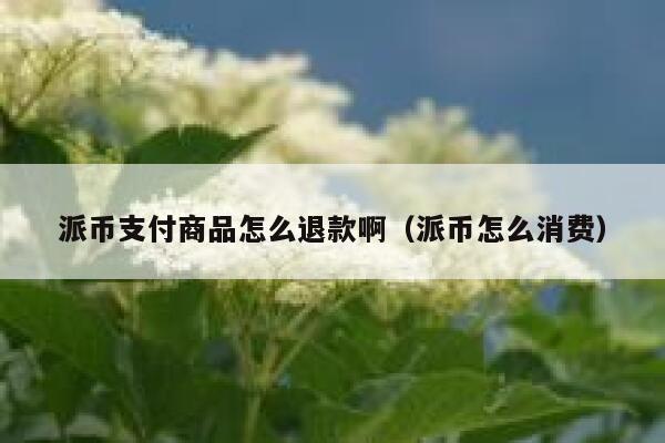 派币支付商品怎么退款啊（派币怎么消费） 第1张
