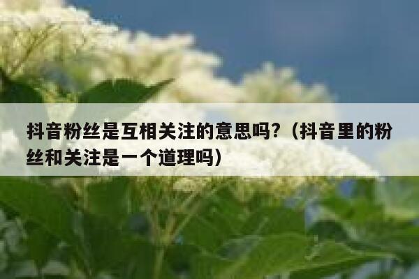 抖音粉丝是互相关注的意思吗?（抖音里的粉丝和关注是一个道理吗） 第1张