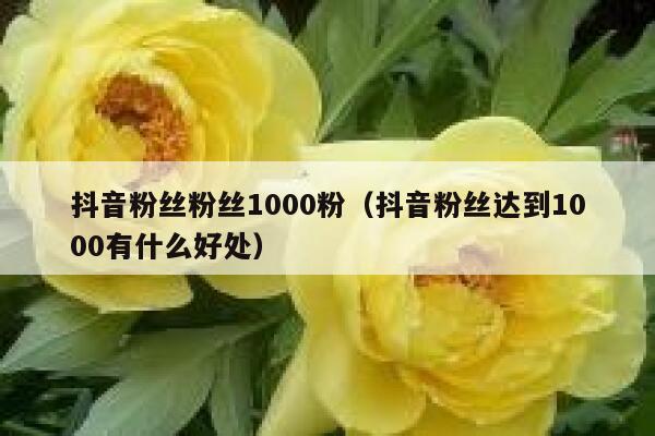 抖音粉丝粉丝1000粉（抖音粉丝达到1000有什么好处） 第1张