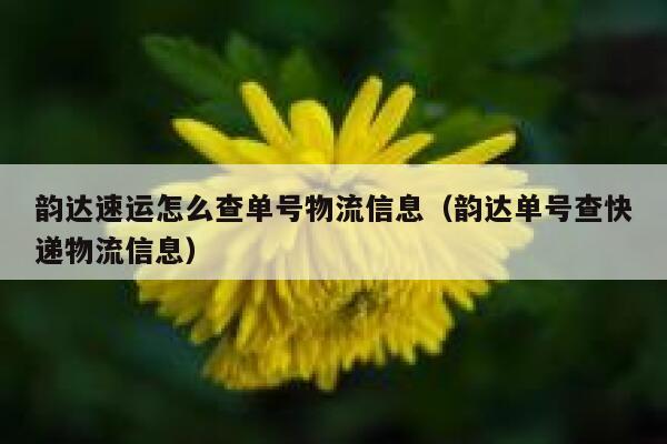 韵达速运怎么查单号物流信息（韵达单号查快递物流信息） 第1张