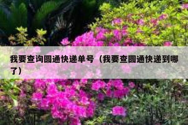 我要查询圆通快递单号（我要查圆通快递到哪了） 第1张