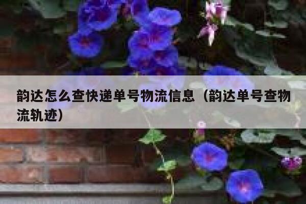 韵达怎么查快递单号物流信息（韵达单号查物流轨迹） 第1张