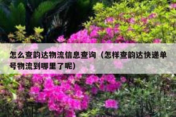 怎么查韵达物流信息查询（怎样查韵达快递单号物流到哪里了呢） 第1张